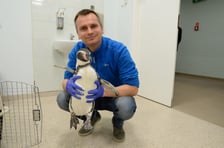 <p>Dr Tomasz Piasecki z pingwinem przylądkowym w pracowni Rezonansu Magnetycznego w Katedrze i Klinice Chirurgii Wydziału Medycyny Weterynaryjnej UPWr</p>