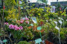 <p>Kiermasz ogrodniczy "Pamiętajcie o ogrodach" na Partynicach, Wrocław 26.04.2026.</p>