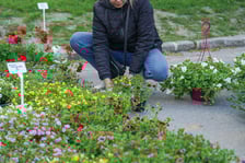 <p>Kiermasz ogrodniczy "Pamiętajcie o ogrodach" na Partynicach, Wrocław 26.04.2026.</p>