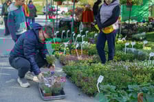 <p>Kiermasz ogrodniczy "Pamiętajcie o ogrodach" na Partynicach, Wrocław 26.04.2026.</p>