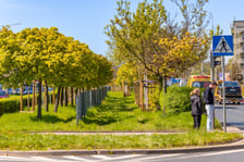 Aleja Armii Krajowej jest jeszcze bardziej zielona. Przybyło na niej ponad 600 drzew