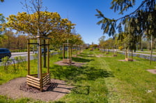 Aleja Armii Krajowej jest jeszcze bardziej zielona. Przybyło na niej ponad 600 drzew