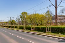 Aleja Armii Krajowej jest jeszcze bardziej zielona. Przybyło na niej ponad 600 drzew