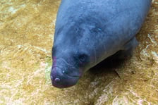 <p>Manat z wrocławskiego zoo w ogrodzie zoologicznym Pairi Daiza w Belgii</p>