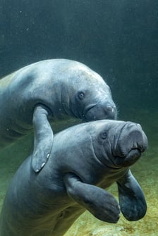 Manaty z wrocławskiego zoo w ogrodzie zoologicznym Pairi Daiza w Belgii