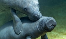 Manaty z wrocławskiego zoo w ogrodzie zoologicznym Pairi Daiza w Belgii