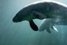 Manaty z wrocławskiego zoo w ogrodzie zoologicznym Pairi Daiza w Belgii