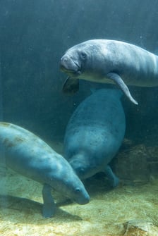 <p>Manaty z wrocławskiego zoo oraz ich nowy kolega w ogrodzie zoologicznym Pairi Daiza w Belgii</p>
