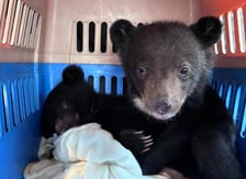 <p>Niedźwiadki himalajskie skonfiskowane przez Free The Bears</p>