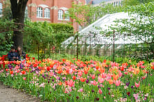 Festiwal Tulipanów w Ogrodzie Botanicznym Uniwersytetu Wrocławskiego, 9 maja 2026 r.