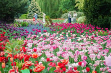 Festiwal Tulipanów w Ogrodzie Botanicznym Uniwersytetu Wrocławskiego, 9 maja 2026 r.