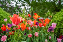 Festiwal Tulipanów w Ogrodzie Botanicznym Uniwersytetu Wrocławskiego, 9 maja 2026 r.
