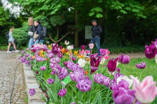 Festiwal Tulipanów w Ogrodzie Botanicznym Uniwersytetu Wrocławskiego, 9 maja 2026 r.
