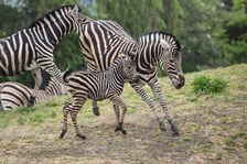 Zebry Chapmana z wrocławskiego zoo