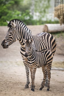 Zebry Chapmana z wrocławskiego zoo