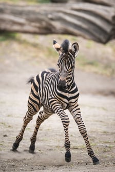 Zebry Chapmana z wrocławskiego zoo
