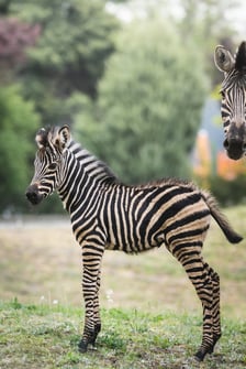 Zebry Chapmana z wrocławskiego zoo