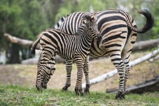Zebry Chapmana z wrocławskiego zoo