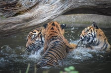 Tygrysy sumatrzańskie z wrocławskiego zoo