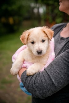 <p>Jeden ze szczeniak&oacute;w, kt&oacute;re można adoptować w azylu Grupy RATUJ - Gabriel</p>