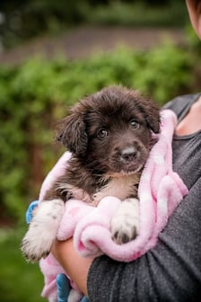 <p>Jeden ze szczeniak&oacute;w, kt&oacute;re można adoptować w azylu Grupy RATUJ - Julien</p>