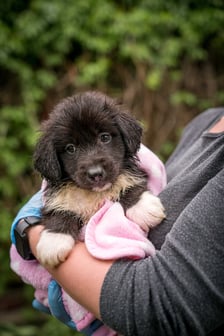 <p>Jeden ze szczeniak&oacute;w, kt&oacute;re można adoptować w azylu Grupy RATUJ - Luc</p>