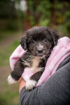 <p>Jeden ze szczeniak&oacute;w, kt&oacute;re można adoptować w azylu Grupy RATUJ - Mindy</p>