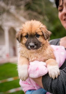 <p>Jeden ze szczeniak&oacute;w, kt&oacute;re można adoptować w azylu Grupy RATUJ - Sylvie</p>