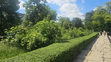 Wrocławski mikrolas Miyawaki