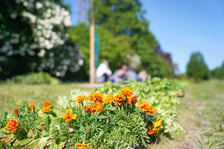 Piknik Wrocławskiego Centrum Integracji na Miejskiej Farmie Wrocław na Swojczycach