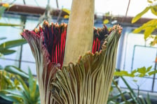 Kwitnące dziwidło olbrzymie z Ogrodu Botanicznego UWr wieczorem 25 czerwca 2026 r.