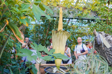 Kwitnące dziwidło olbrzymie z Ogrodu Botanicznego UWr wieczorem 25 czerwca 2026 r.