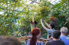 Kwitnące dziwidło olbrzymie z Ogrodu Botanicznego UWr wieczorem 25 czerwca 2026 r.
