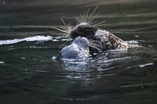 Mako, szczenię foki pospolitej z wrocławskiego zoo