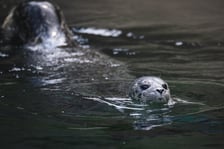 Mako, szczenię foki pospolitej z wrocławskiego zoo