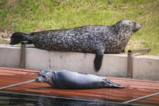 Mako, szczenię foki pospolitej z wrocławskiego zoo