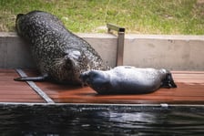 Mako, szczenię foki pospolitej z wrocławskiego zoo