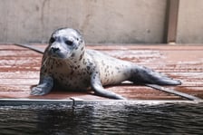 Mako, szczenię foki pospolitej z wrocławskiego zoo
