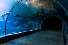 <p>Kanał Mozambicki w Afrykarium we wrocławskim zoo</p>