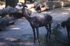 <p>Alpaka</p>