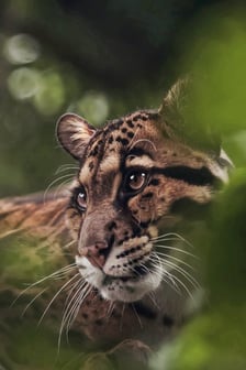 Pantera mglista z wrocławskiego zoo