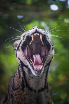 Pantera mglista z wrocławskiego zoo