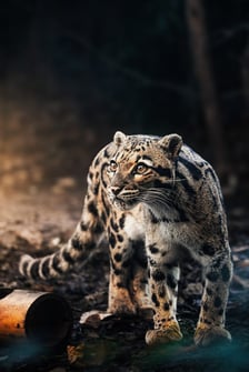 Pantera mglista z wrocławskiego zoo