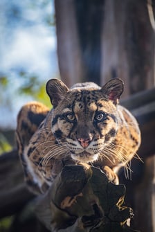 Pantera mglista z wrocławskiego zoo