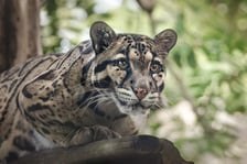 Pantera mglista z wrocławskiego zoo