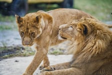 <p>Lwy południowe z wrocławskiego zoo</p>