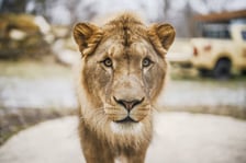 Lew południowy z wrocławskiego zoo