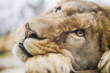 Lew południowy z wrocławskiego zoo