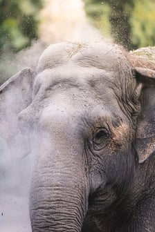 Słoń indyjski z wrocławskiego zoo
