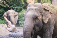 Słoń indyjski z wrocławskiego zoo